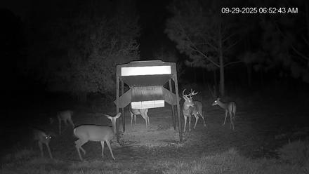 Leesburg Georgia Live Deer Feeder Webcam - Sep 29, 2025, 6:52am EDT