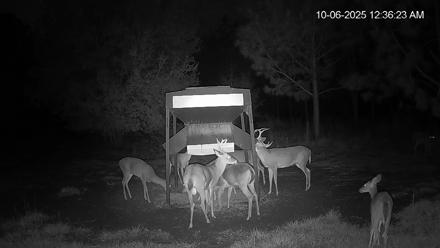 Leesburg Georgia Live Deer Feeder Webcam - Oct 6, 2025, 12:35am EDT
