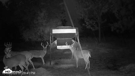 Leesburg Georgia Live Deer Feeder Webcam - Oct 9, 2026, 7:29pm EDT