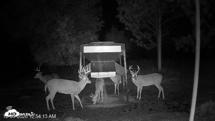 Leesburg Georgia Live Deer Feeder Webcam - Oct 5, 2026, 12:54am EDT