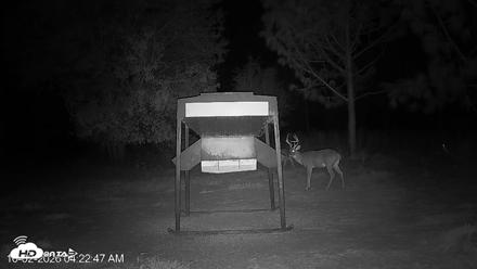 Leesburg Georgia Live Deer Feeder Webcam - Oct 2, 2026, 4:22am EDT