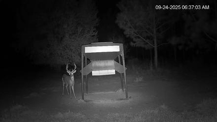 Leesburg Georgia Live Deer Feeder Webcam - Sep 24, 2025, 6:36am EDT