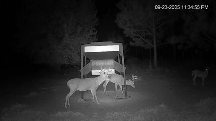 Leesburg Georgia Live Deer Feeder Webcam - Sep 23, 2025, 11:34pm EDT
