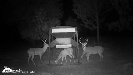 Leesburg Georgia Live Deer Feeder Webcam - Oct 1, 2026, 5:47am EDT