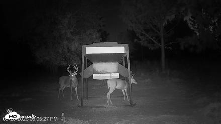 Leesburg Georgia Live Deer Feeder Webcam - Sep 26, 2026, 8:05pm EDT