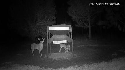 Leesburg Georgia Live Deer Feeder Webcam - Mar 6, 2026, 11:00pm EST