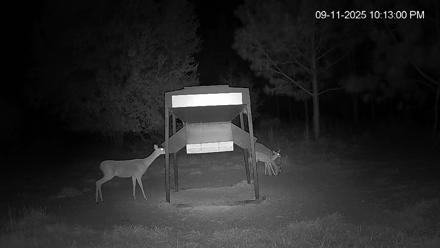 Leesburg Georgia Live Deer Feeder Webcam - Sep 11, 2025, 10:13pm EDT