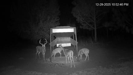 Leesburg Georgia Live Deer Feeder Webcam - Dec 29, 2025, 10:52pm EST