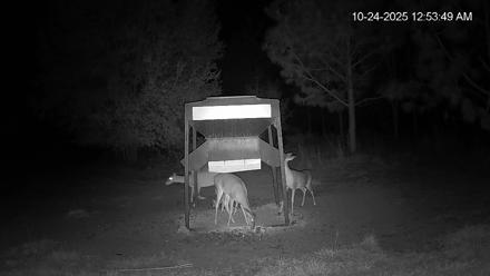 Leesburg Georgia Live Deer Feeder Webcam - Oct 24, 2025, 12:54am EDT