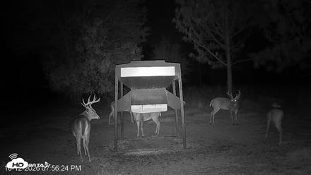 Leesburg Georgia Live Deer Feeder Webcam - Oct 12, 2026, 7:56pm EDT