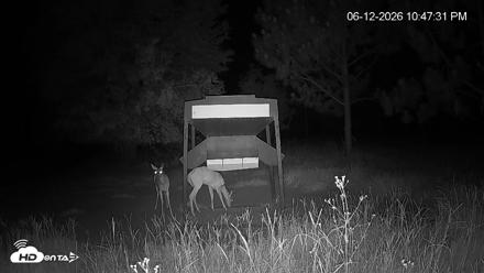 Leesburg Georgia Live Deer Feeder Webcam - Jun 12, 2026, 10:48pm EDT