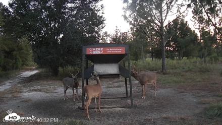 Leesburg Georgia Live Deer Feeder Webcam - Sep 30, 2026, 7:40pm EDT