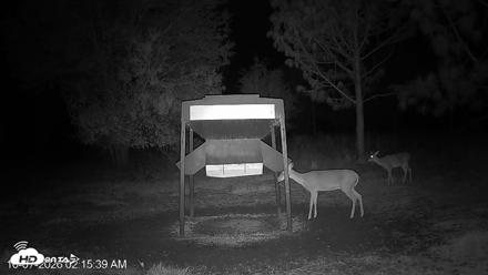 Leesburg Georgia Live Deer Feeder Webcam - Oct 7, 2026, 2:15am EDT