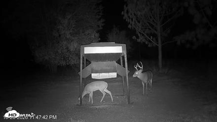 Leesburg Georgia Live Deer Feeder Webcam - Oct 20, 2026, 11:48pm EDT