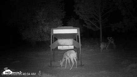 Leesburg Georgia Live Deer Feeder Webcam - Sep 25, 2026, 5:46am EDT