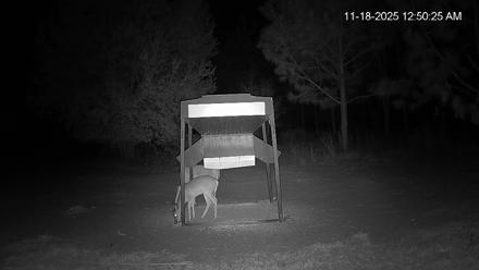 Leesburg Georgia Live Deer Feeder Webcam - Nov 18, 2025, 12:50am EST