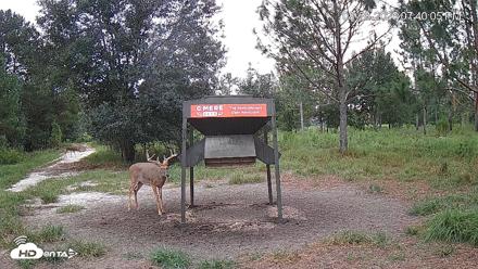 Leesburg Georgia Live Deer Feeder Webcam - Aug 28, 2026, 7:39pm EDT