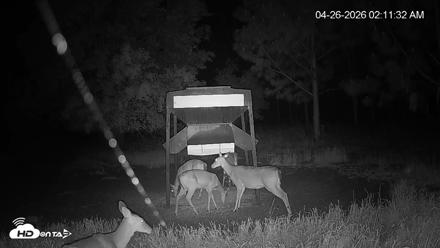 Leesburg Georgia Live Deer Feeder Webcam - Apr 26, 2026, 2:11am EDT