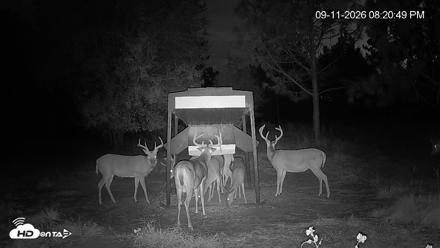 Leesburg Georgia Live Deer Feeder Webcam - Sep 11, 2026, 8:21pm EDT
