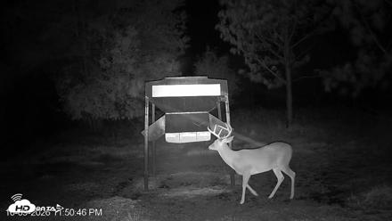 Leesburg Georgia Live Deer Feeder Webcam - Oct 9, 2026, 11:50pm EDT