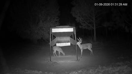 Leesburg Georgia Live Deer Feeder Webcam - Jan 9, 2026, 1:31am EST