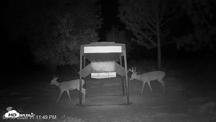 Leesburg Georgia Live Deer Feeder Webcam - Sep 30, 2026, 11:12pm EDT