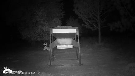 Leesburg Georgia Live Deer Feeder Webcam - Sep 29, 2026, 6:03am EDT
