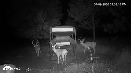 Leesburg Georgia Live Deer Feeder Webcam - Jul 9, 2026, 9:38pm EDT