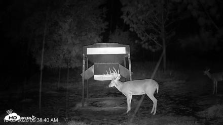 Leesburg Georgia Live Deer Feeder Webcam - Oct 5, 2026, 6:38am EDT