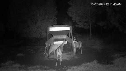 Leesburg Georgia Live Deer Feeder Webcam - Oct 7, 2025, 12:52am EDT