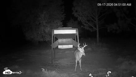 Leesburg Georgia Live Deer Feeder Webcam - Sep 17, 2026, 4:51am EDT