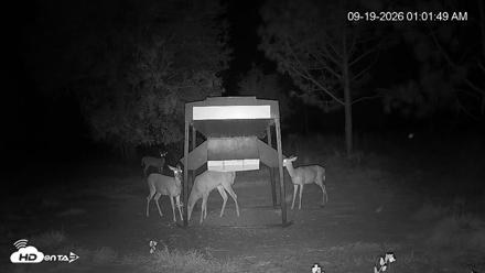 Leesburg Georgia Live Deer Feeder Webcam - Sep 19, 2026, 1:02am EDT