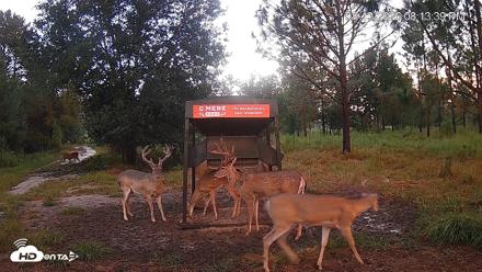Leesburg Georgia Live Deer Feeder Webcam - Aug 13, 2026, 8:13pm EDT