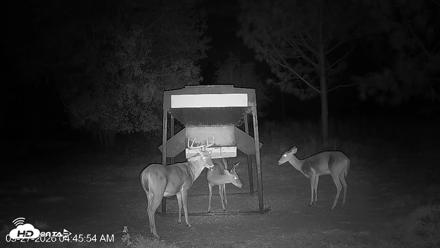 Leesburg Georgia Live Deer Feeder Webcam - Sep 27, 2026, 4:46am EDT