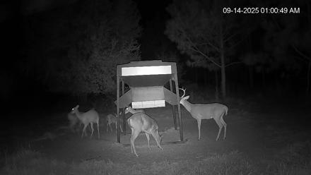 Leesburg Georgia Live Deer Feeder Webcam - Sep 14, 2025, 1:00am EDT