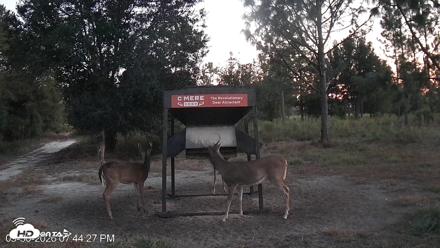 Leesburg Georgia Live Deer Feeder Webcam - Sep 30, 2026, 7:44pm EDT