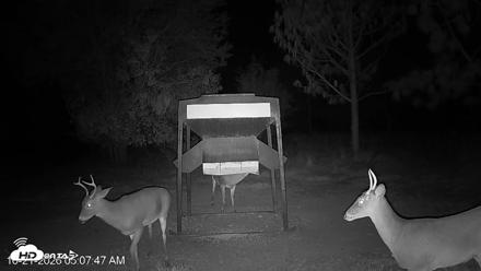 Leesburg Georgia Live Deer Feeder Webcam - Oct 21, 2026, 5:08am EDT