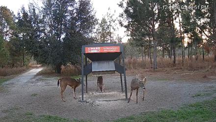 Leesburg Georgia Live Deer Feeder Webcam - Jan 12, 2026, 5:45pm EST