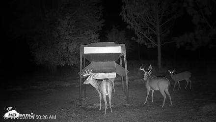 Leesburg Georgia Live Deer Feeder Webcam - Oct 14, 2026, 4:51am EDT