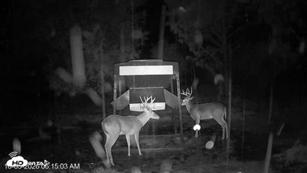 Leesburg Georgia Live Deer Feeder Webcam - Oct 5, 2026, 6:14am EDT