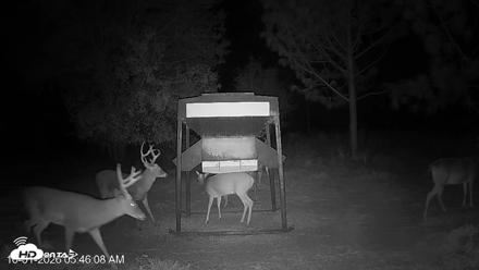 Leesburg Georgia Live Deer Feeder Webcam - Oct 1, 2026, 5:46am EDT