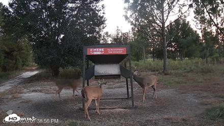 Leesburg Georgia Live Deer Feeder Webcam - Sep 30, 2026, 7:39pm EDT