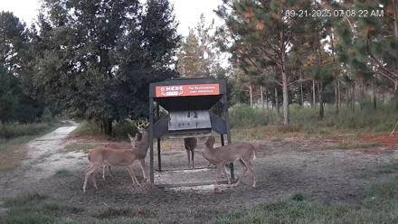 Leesburg Georgia Live Deer Feeder Webcam - Sep 21, 2025, 7:08am EDT
