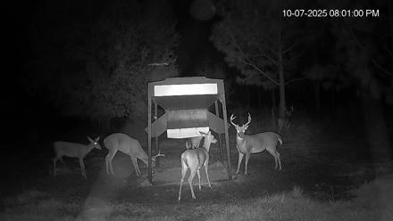 Leesburg Georgia Live Deer Feeder Webcam - Oct 7, 2025, 8:01pm EDT