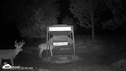 Leesburg Georgia Live Deer Feeder Webcam - Oct 6, 2026, 5:54am EDT