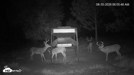 Leesburg Georgia Live Deer Feeder Webcam - Aug 30, 2026, 6:05am EDT