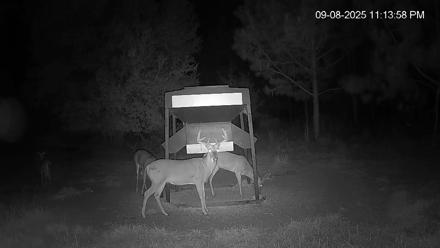 Leesburg Georgia Live Deer Feeder Webcam - Sep 8, 2025, 11:14pm EDT