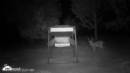 Leesburg Georgia Live Deer Feeder Webcam - Oct 1, 2026, 5:32am EDT