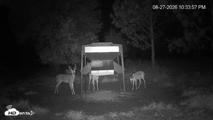 Leesburg Georgia Live Deer Feeder Webcam - Aug 27, 2026, 10:33pm EDT