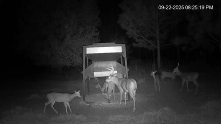 Leesburg Georgia Live Deer Feeder Webcam - Sep 22, 2025, 8:25pm EDT